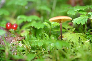 Dewy Mushroom