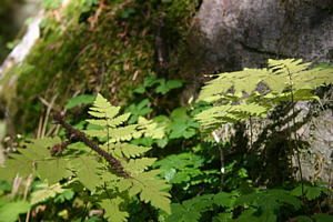 Ferns and Rock