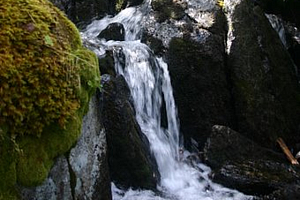 Mossy Edged Creek