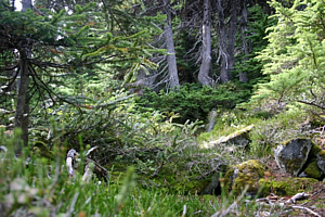 Sub-Alpine Forest